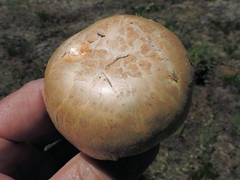 Neolentinus ponderosus