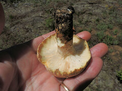 Neolentinus ponderosus