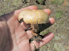 Neolentinus ponderosus