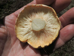 Neolentinus ponderosus