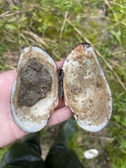 Strophitus undulatus