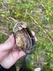 Strophitus undulatus