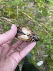 Strophitus undulatus