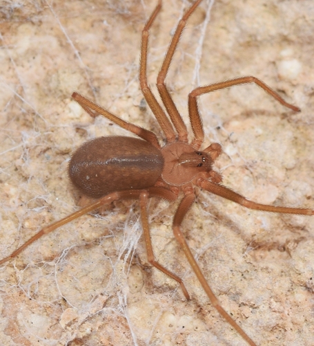 ששן חום / ארסן חום (Brown Recluse)