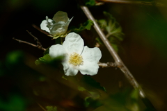 Rubus neomexicanus