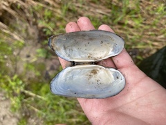 Strophitus undulatus