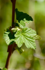 Rubus neomexicanus