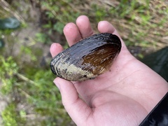 Strophitus undulatus