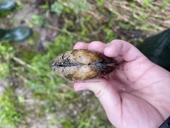 Strophitus undulatus