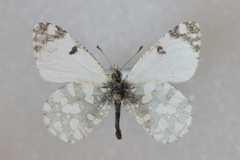 Euchloe pulverata