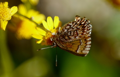 Callophrys eryphon