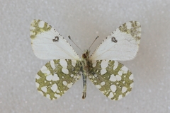 Euchloe pulverata