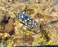 Amblyrhynchote honckenii