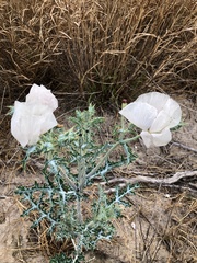Argemone albiflora