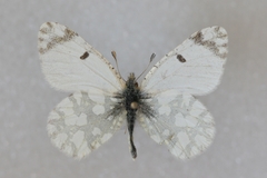 Euchloe pulverata