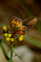 Callophrys eryphon