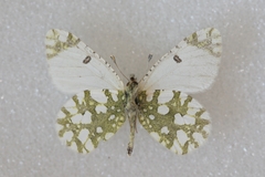 Euchloe pulverata
