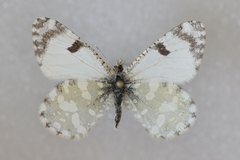 Euchloe pulverata