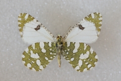 Euchloe pulverata