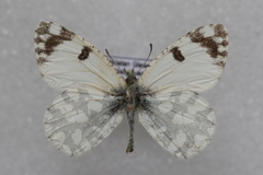 Euchloe pulverata
