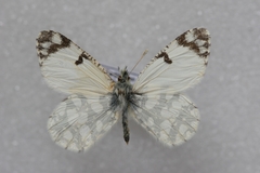 Euchloe pulverata