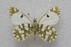 Euchloe pulverata