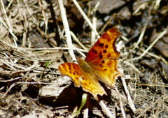 Polygonia satyrus
