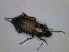 Poecilus