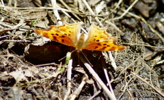 Polygonia satyrus