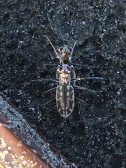 Ellipsoptera hamata