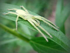 Micrommata virescens