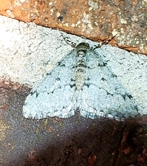 Phigalia strigataria