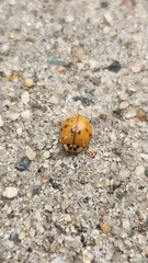 Harmonia axyridis