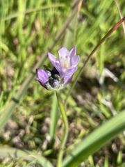 Dipterostemon capitatus