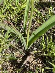 Dipterostemon capitatus