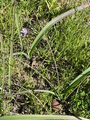 Dipterostemon capitatus