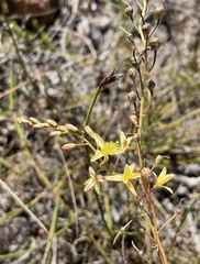 Bulbine favosa