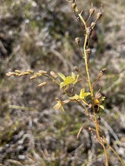 Bulbine favosa