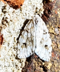 Clemensia ochreata