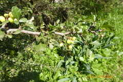 Searsia tripartita