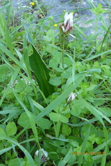 Trifolium clypeatum