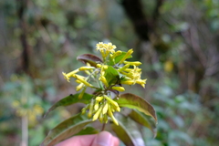 Cestrum tomentosum