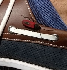 Purpuricenus kaehleri