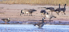 Branta hutchinsii