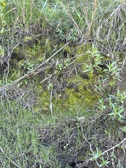 Bryoerythrophyllum columbianum