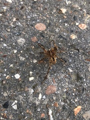 Zoropsis spinimana