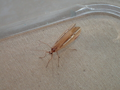 Psychoglypha