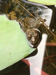 Euphlyctis cyanophlyctis