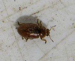 Coccidula rufa