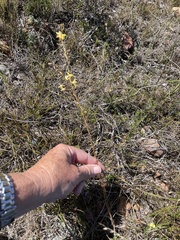 Bulbine favosa